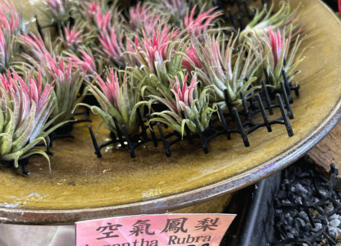 20250210.Gerard.pics.sort-by-date.植物.IMG_8257