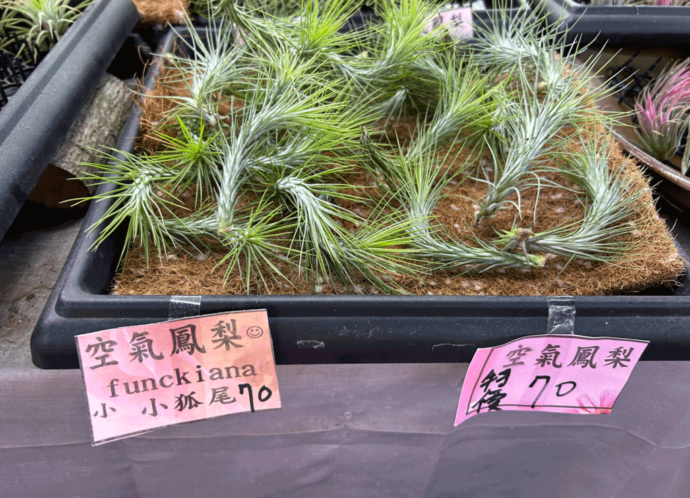 20250210.Gerard.pics.sort-by-date.植物.IMG_8258