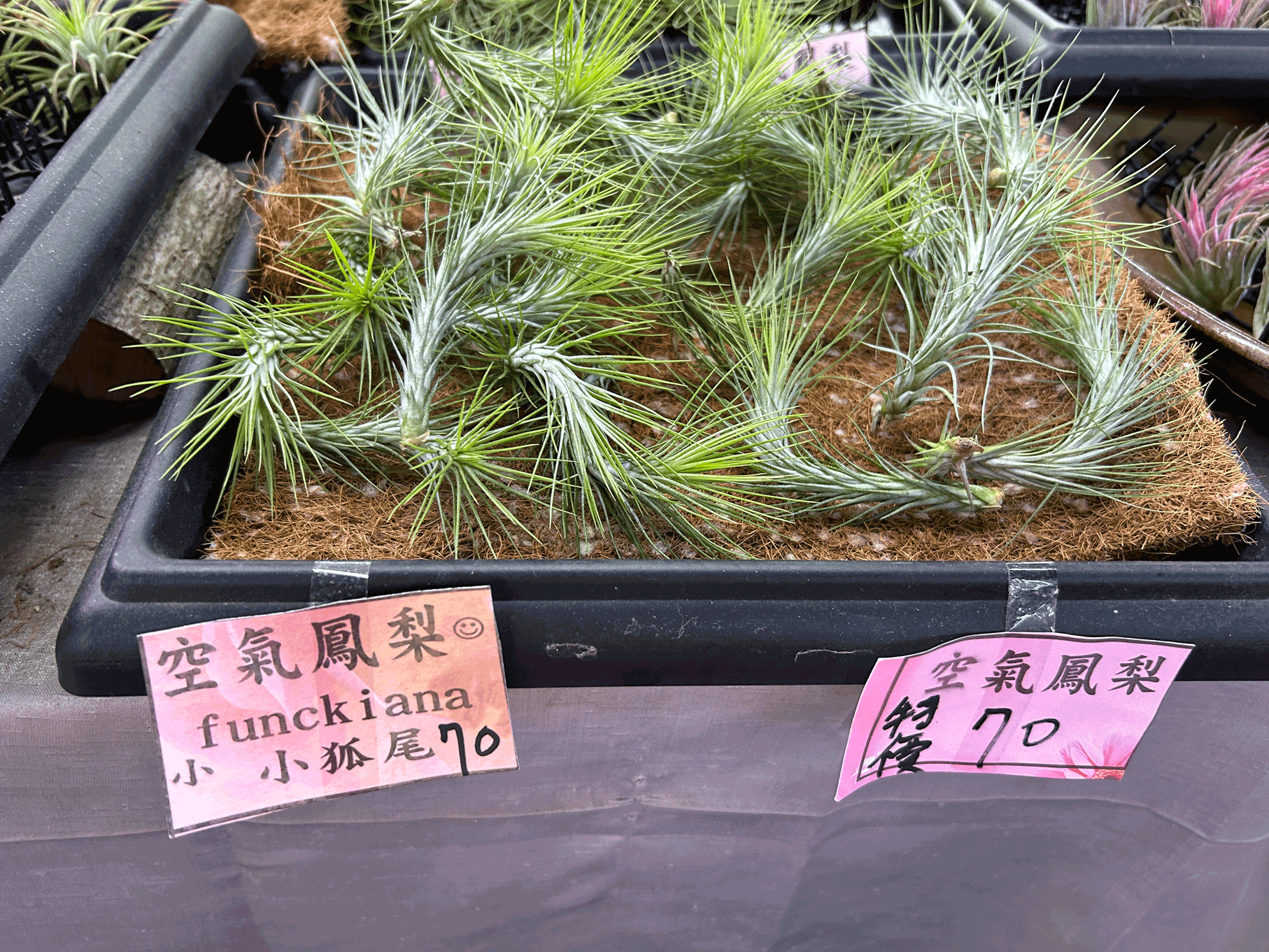 20250210.Gerard.pics.sort-by-date.植物.IMG_8258 20250210.Gerard.pics.sort-by-date.植物.IMG_8258