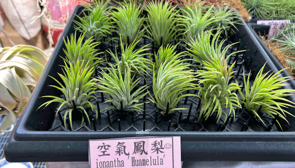 20250210.Gerard.pics.sort-by-date.植物.IMG_8259