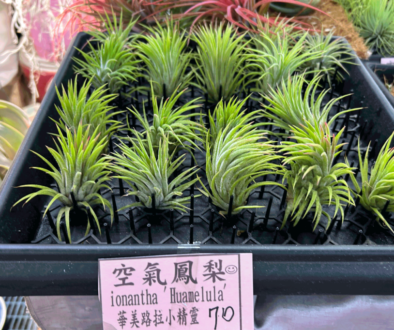 20250210.Gerard.pics.sort-by-date.植物.IMG_8259