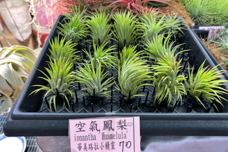 20250210.Gerard.pics.sort-by-date.植物.IMG_8259 20250210.Gerard.pics.sort-by-date.植物.IMG_8259