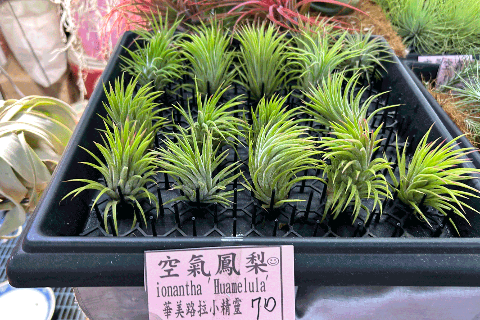20250210.Gerard.pics.sort-by-date.植物.IMG_8259