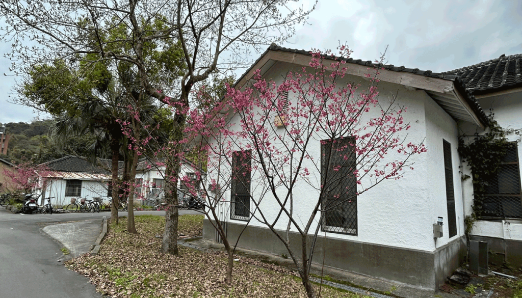 20250218.Gerard.pics.sort-by-date.櫻花NTU.IMG_8293-1