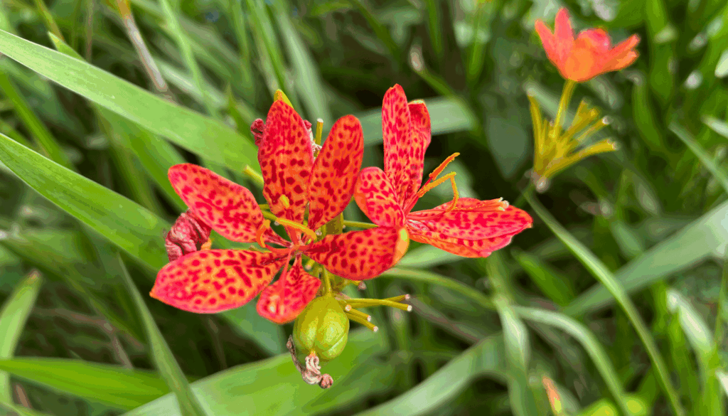 20250505.iris-domestica.IMG_9851_1