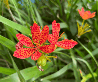 20250505.iris-domestica.IMG_9851_1