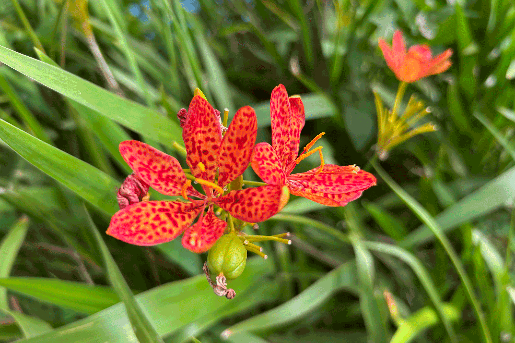 20250505.iris-domestica.IMG_9851_1