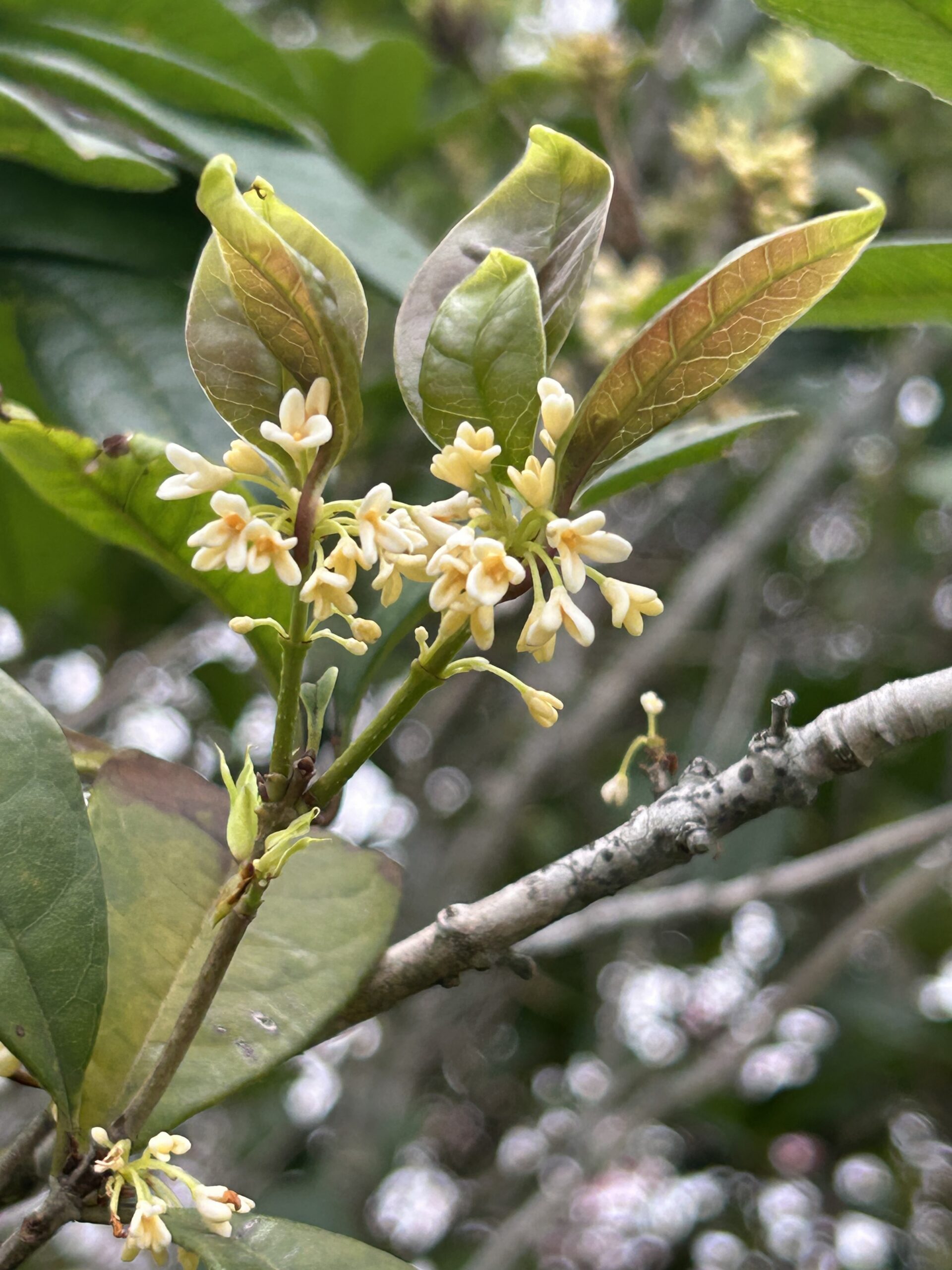 騰龍御櫻.20260220.01