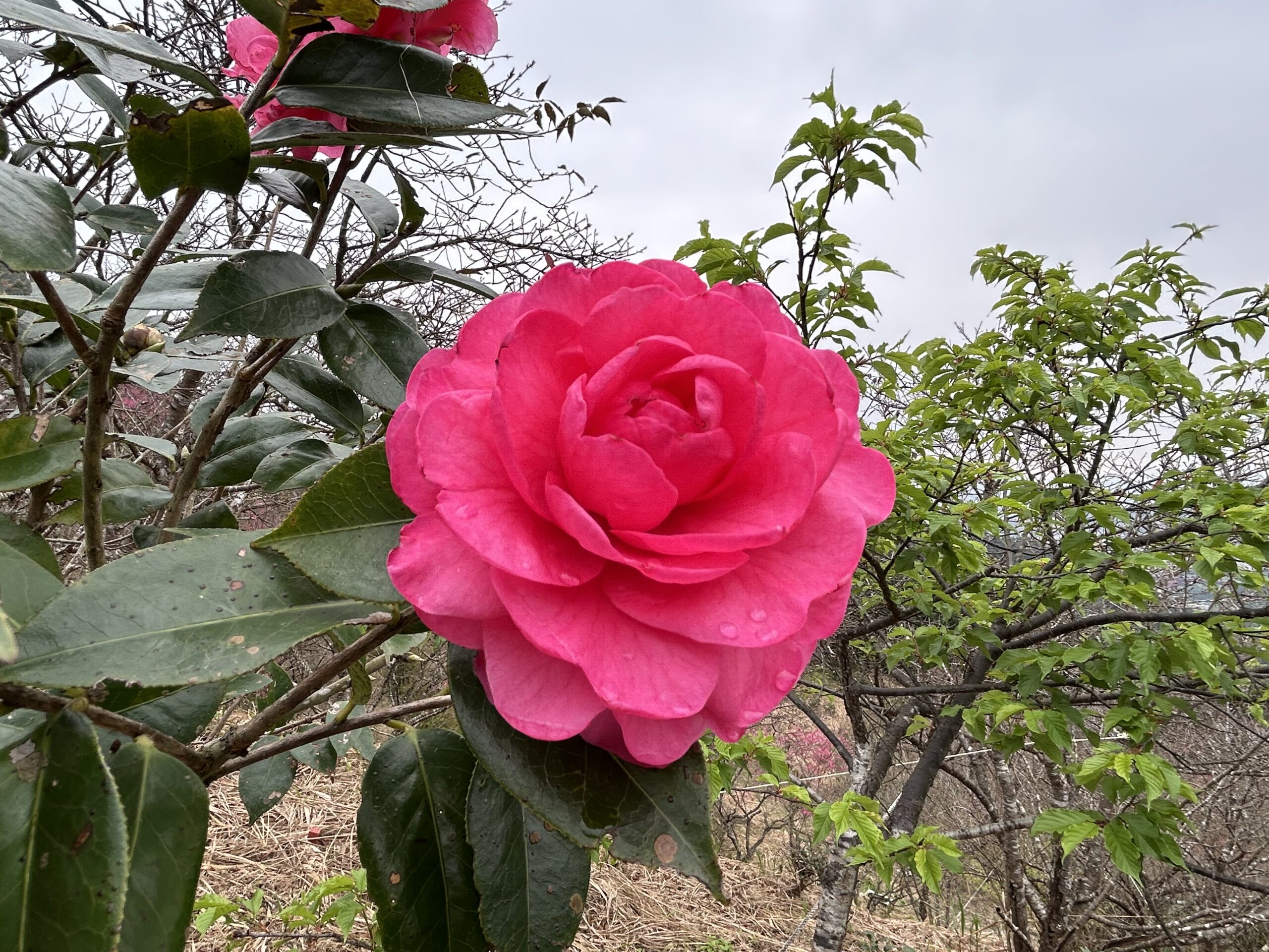 騰龍御櫻.20260220.02