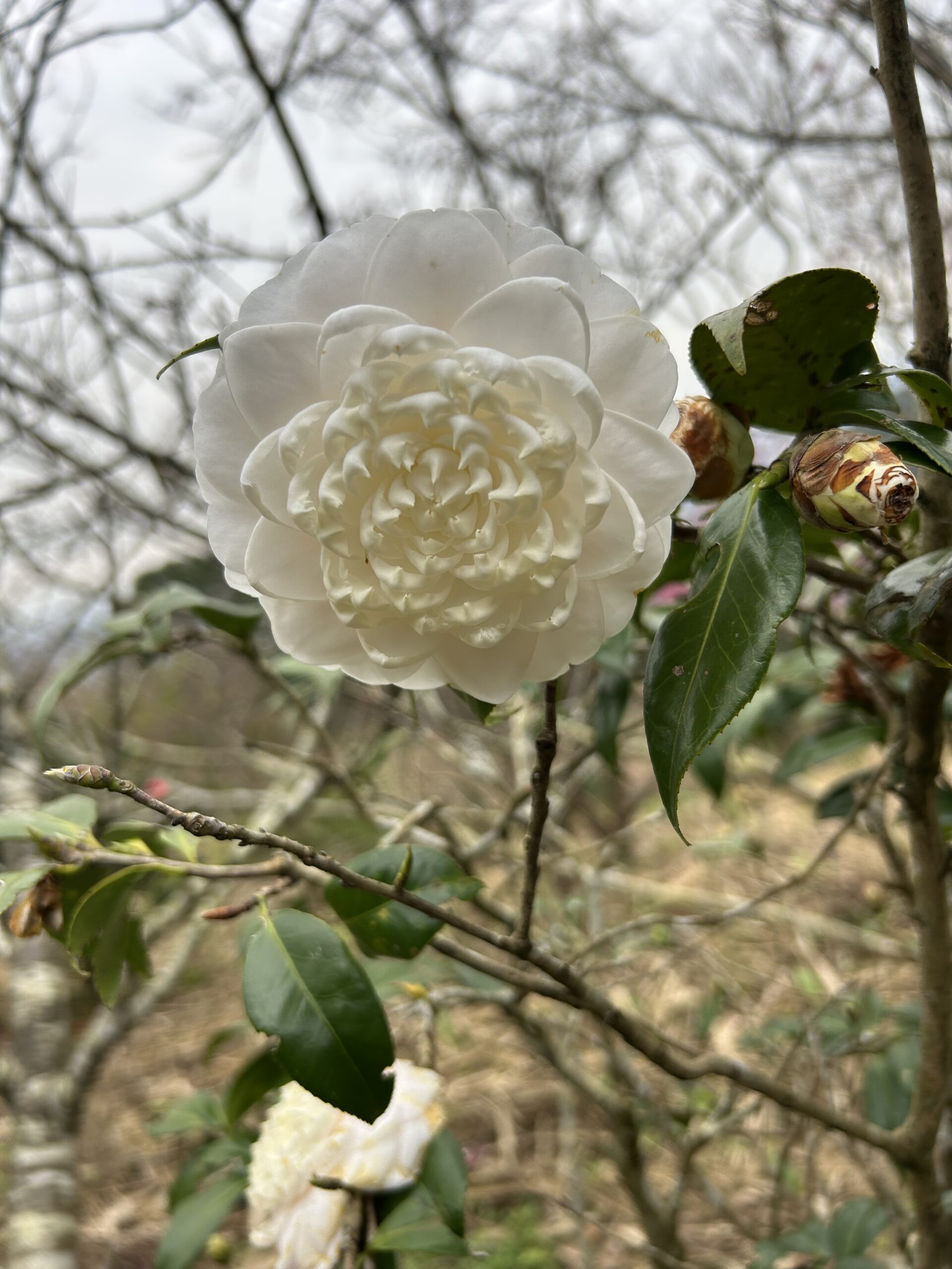 騰龍御櫻.20260220.03