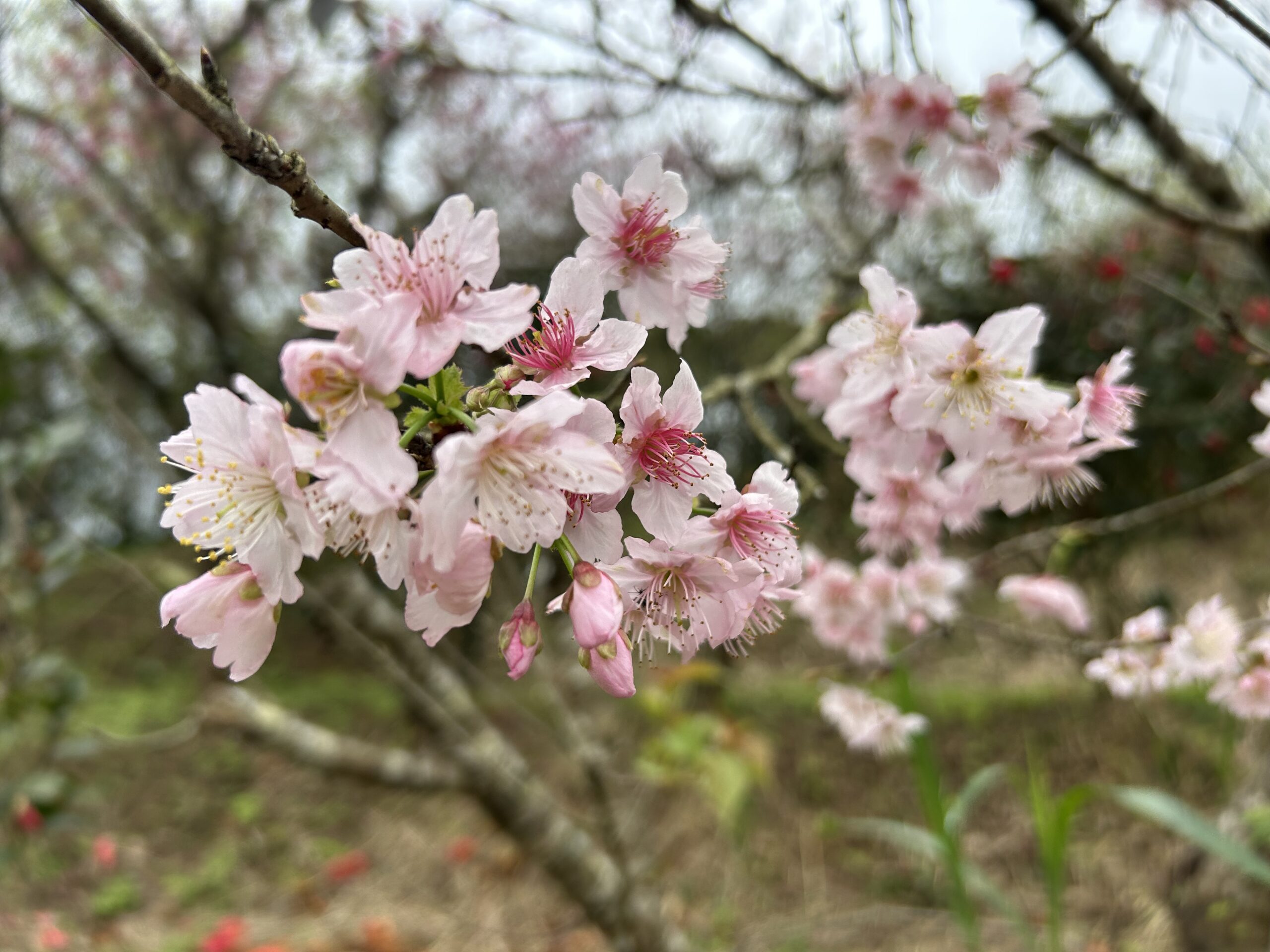 騰龍御櫻.20260220.04