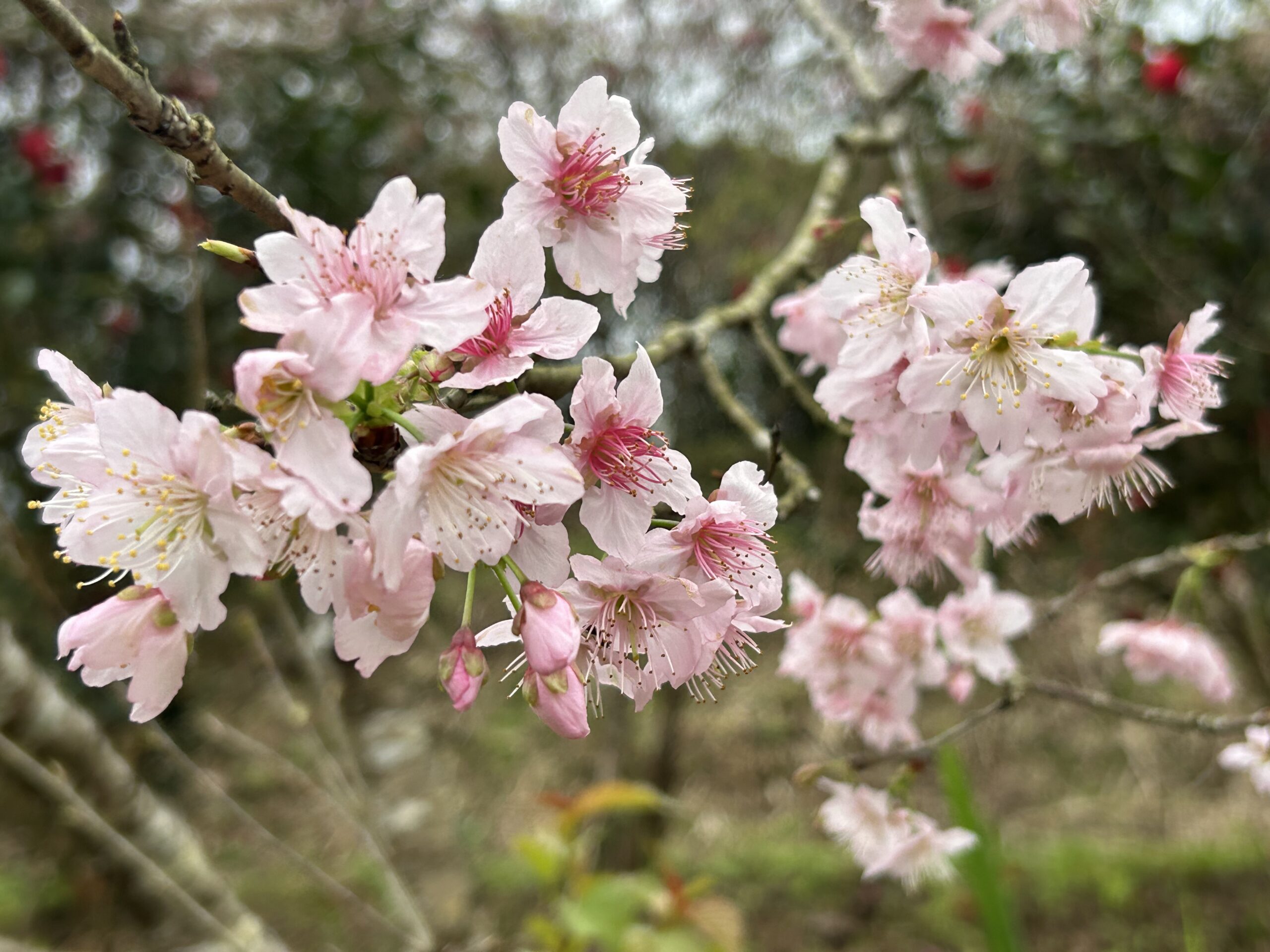 騰龍御櫻.20260220.06