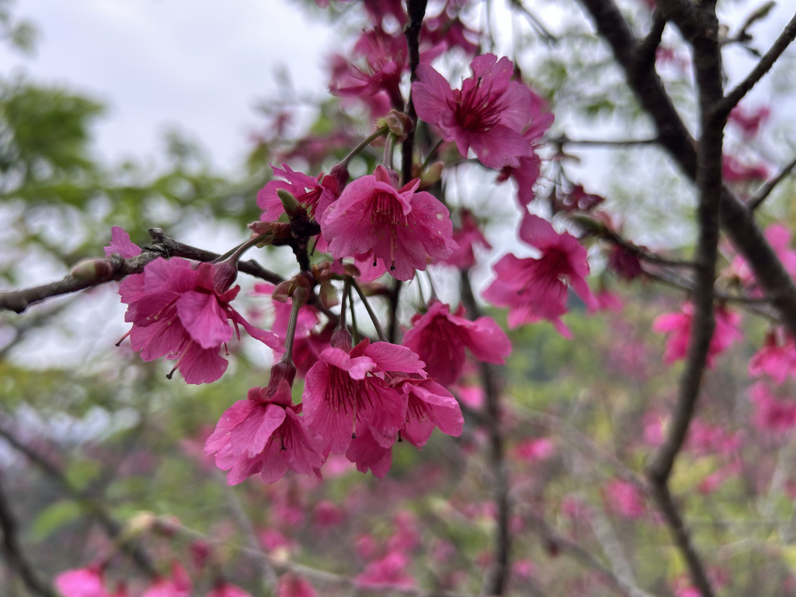 騰龍御櫻.20260220.07