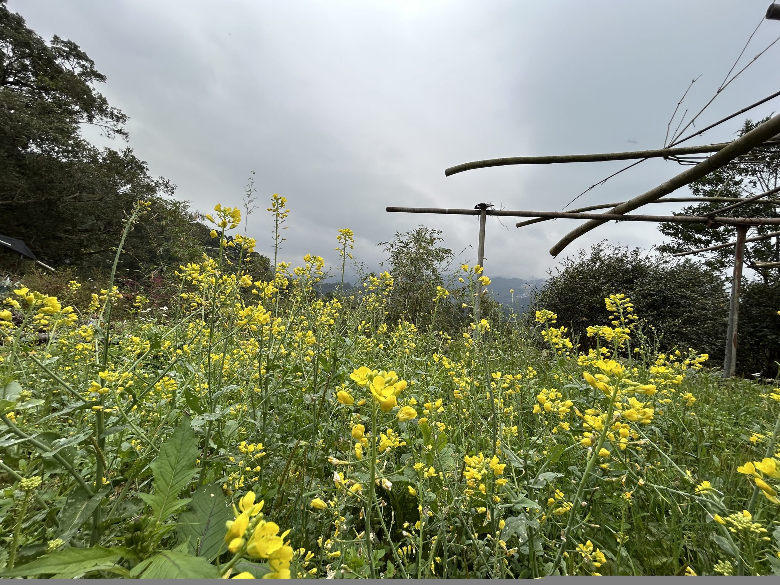 騰龍御櫻.20260220.08