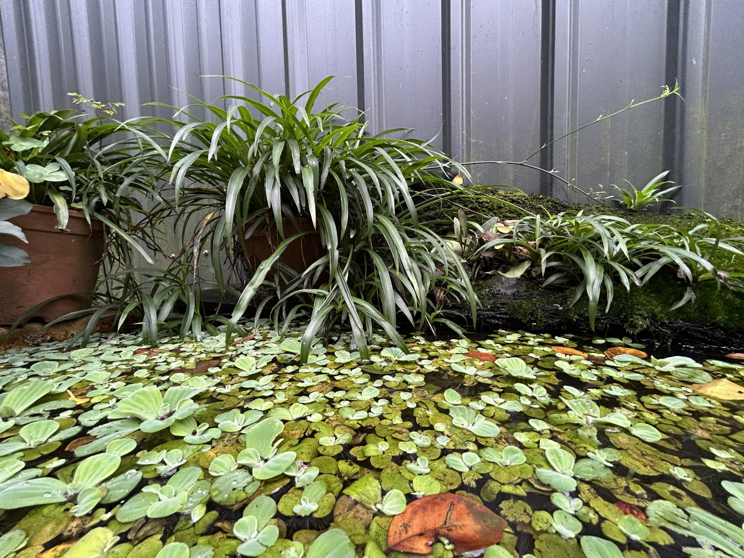 騰龍御櫻.20260220.09